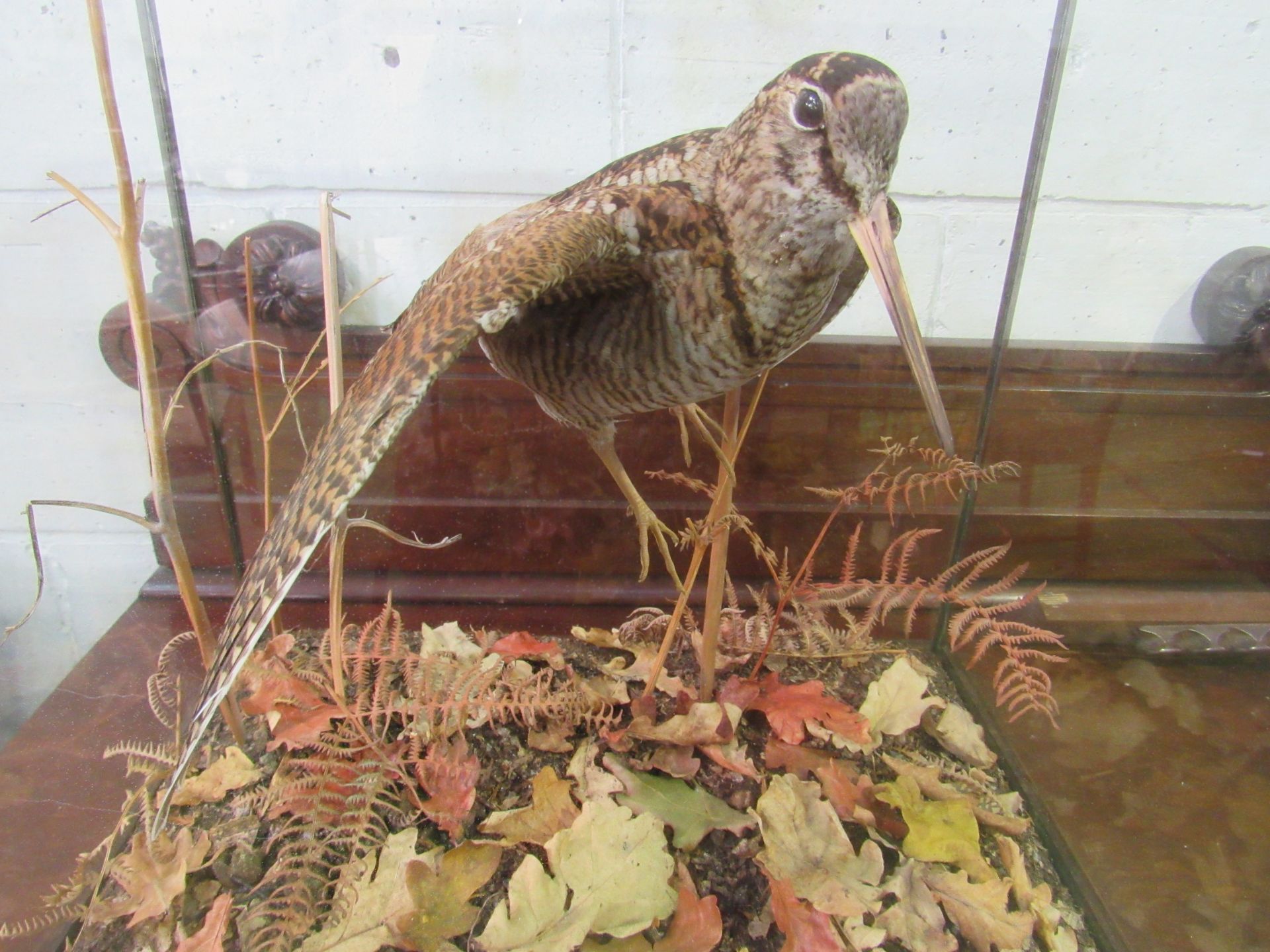 Taxidermy of a woodcock by Colin Denton (renowned Wiltshire based taxidermist) in glass case. - Image 2 of 4