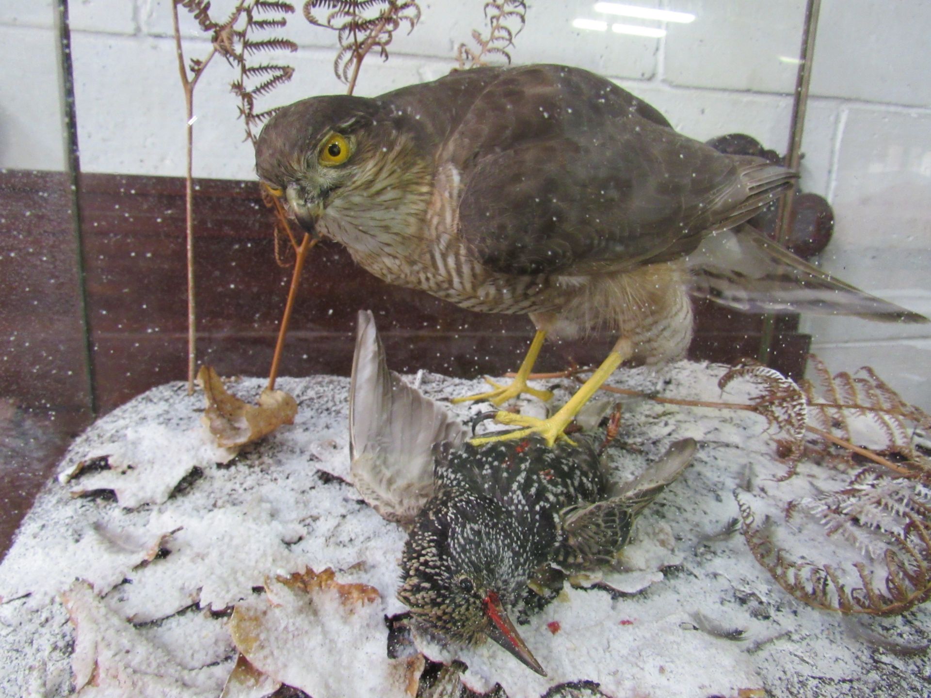 Taxidermy of a Sparrow Hawk and Starling by Colin Denton in a glass case. Estimate £250-280. - Image 3 of 5