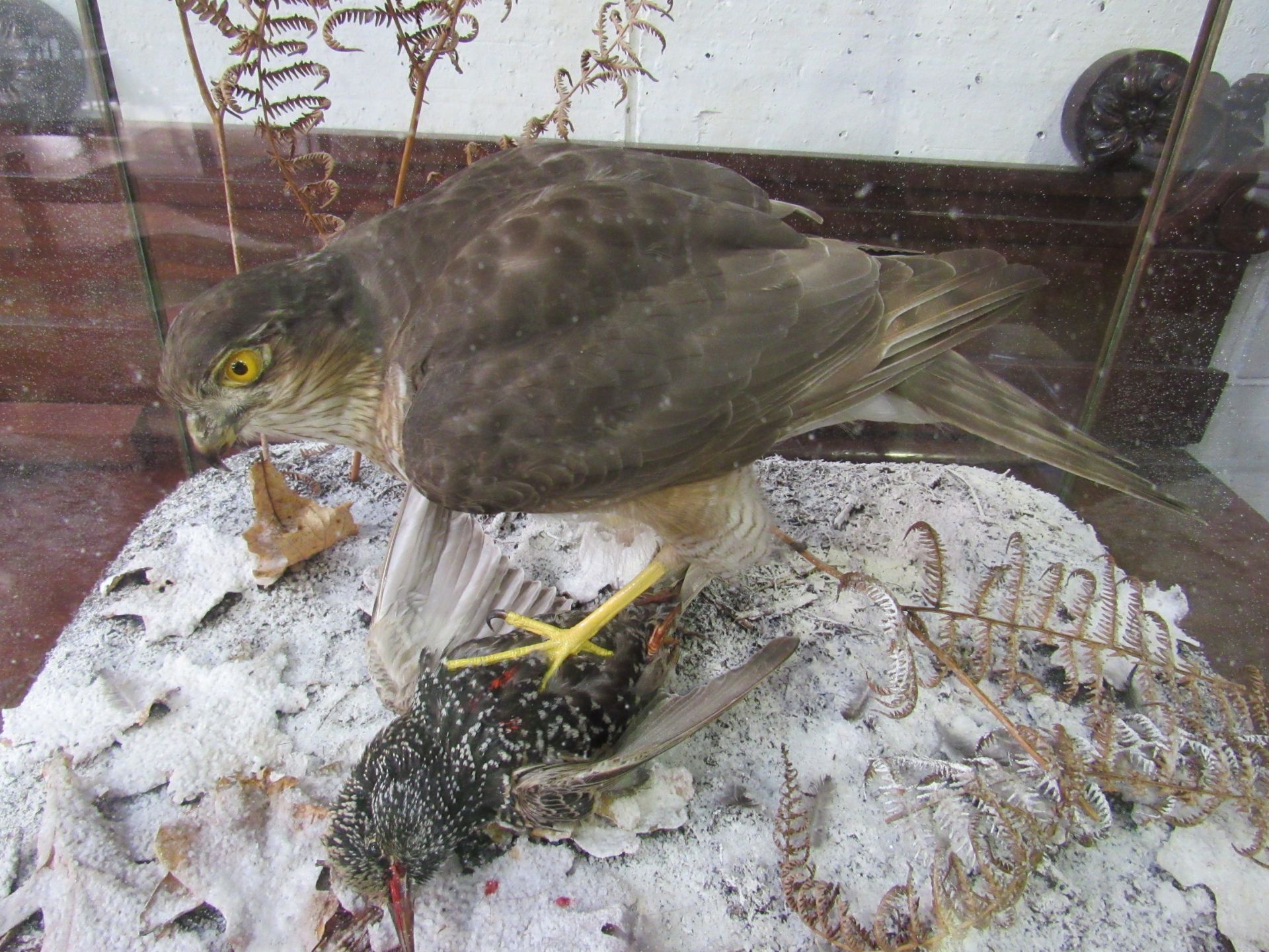 Taxidermy of a Sparrow Hawk and Starling by Colin Denton in a glass case. Estimate £250-280. - Image 2 of 5