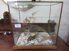 Taxidermy of a Sparrow Hawk and Starling by Colin Denton in a glass case. Estimate £250-280.