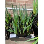 Tray of mini daffodil pots.