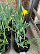 3 large pots of golden Ducat daffodils.