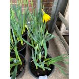 3 large pots of golden Ducat daffodils.