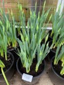 3 large pots of daffodils.