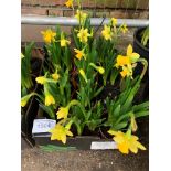 Tray of pots of mini daffodils.