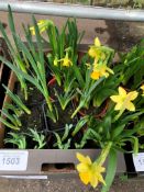 Tray of pots of mini daffodils.