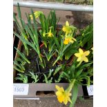 Tray of pots of mini daffodils.