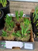 5 pots of hyacinths.