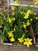 Tray of pots of mini daffodils.