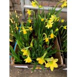 Tray of pots of mini daffodils.