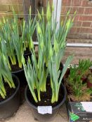 3 large pots of daffodils.