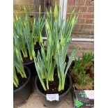 3 large pots of daffodils.