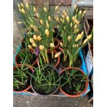 Tray of crocus in pots.