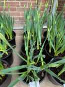 3 large pots of golden Ducat daffodils.