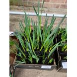 Tray of mini daffodil pots.