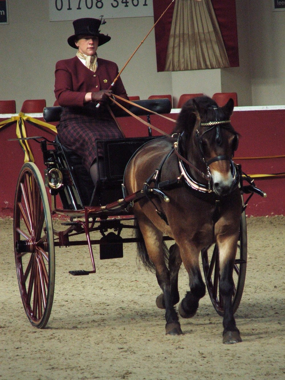 LIVERPOOL GIG built by Slack Bros. of Oxford & Manchester to suit 12.2 to 13hh. Painted burgundy and - Image 3 of 3