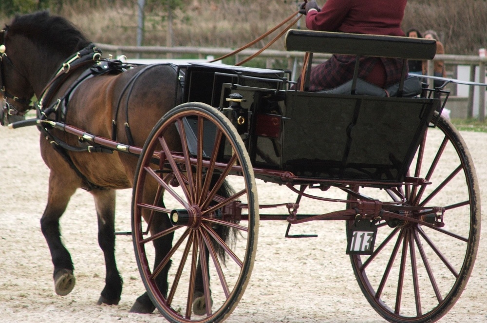 LIVERPOOL GIG built by Slack Bros. of Oxford & Manchester to suit 12.2 to 13hh. Painted burgundy and - Image 2 of 3