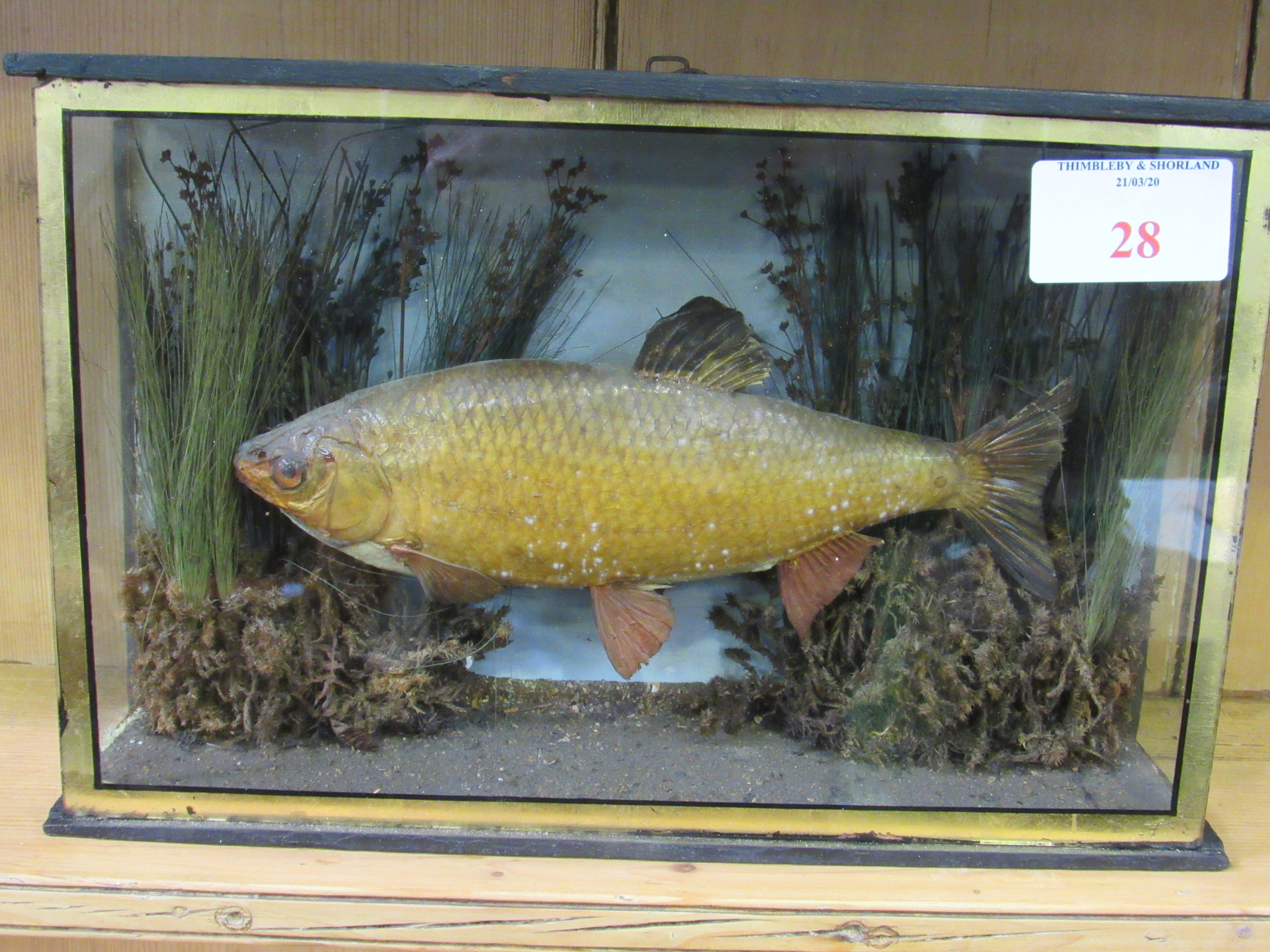 Taxidermy Tench in glass case, 40 x 10 x 26cms. Estimate £50-70.