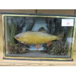 Taxidermy Tench in glass case, 40 x 10 x 26cms. Estimate £50-70.