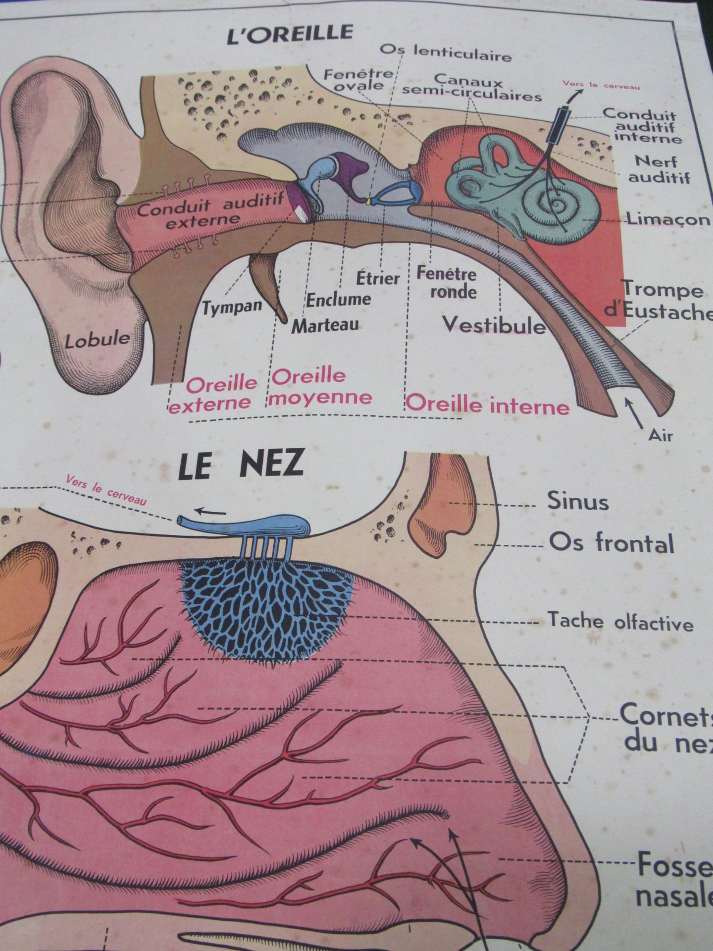 Large double sided French anatomical/medical poster and 9 antique certificates. Estimate £5-10. - Image 2 of 2