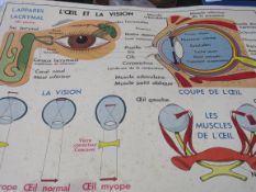 Large double sided French anatomical/medical poster and 9 antique certificates. Estimate £5-10.