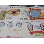 Large double sided French anatomical/medical poster and 9 antique certificates. Estimate £5-10.