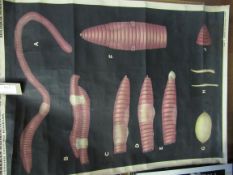 Early 20th Century large anatomical/biological poster, canvas backed, 108 X 78cms. Estimate £30-50.