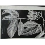 2 framed and glazed black and white prints of foliage. Estimate £10-20.