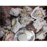 Box containing various sea-shells. Estimate £5-10.