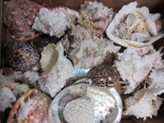 Box containing various sea-shells. Estimate £5-10.