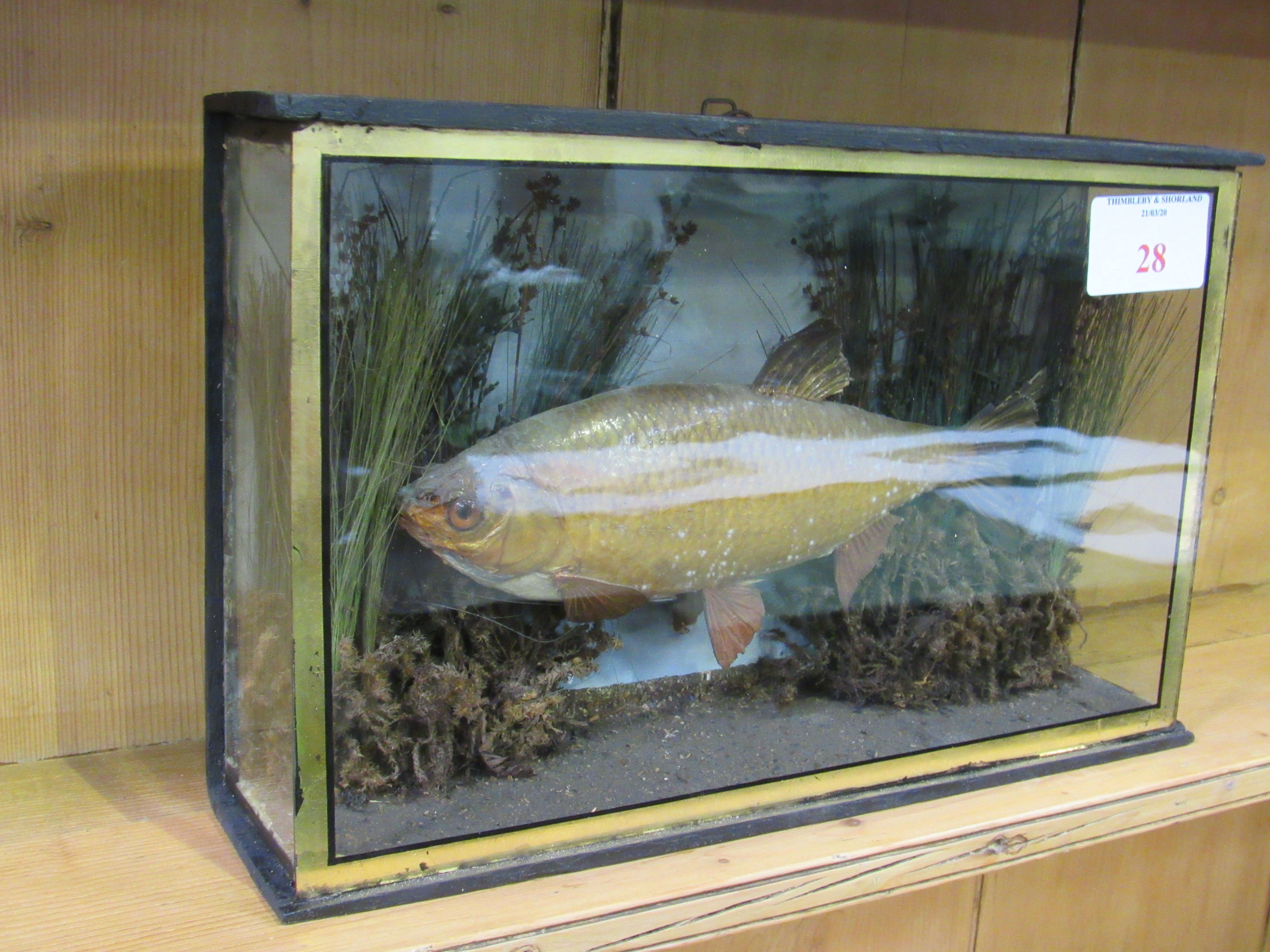 Taxidermy Tench in glass case, 40 x 10 x 26cms. Estimate £50-70. - Image 2 of 3