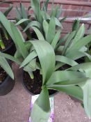 2 pots of Alliums 'Purple Sensation'.