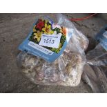 2 packs of Dahlia, Asiatic Lily or Gladioli bulbs.