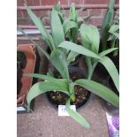 2 pots of Alliums 'Purple Sensation'.