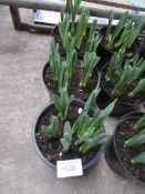 3 large pots of late Daffodils.