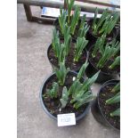 3 large pots of late Daffodils.