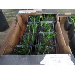 Tray of English Bluebells in pots.