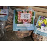 2 packs of Dahlia, Asiatic Lily or Gladioli bulbs.