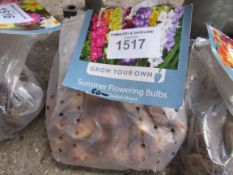 2 packs of Dahlia, Asiatic Lily or Gladioli bulbs.