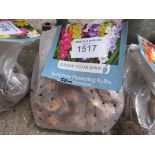 2 packs of Dahlia, Asiatic Lily or Gladioli bulbs.