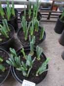 3 large pots of late Daffodils.