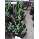 3 large pots of late Daffodils.