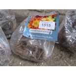 2 packs of Dahlia, Asiatic Lily or Gladioli bulbs.