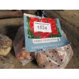 2 packs of Dahlia, Asiatic Lily or Gladioli bulbs.