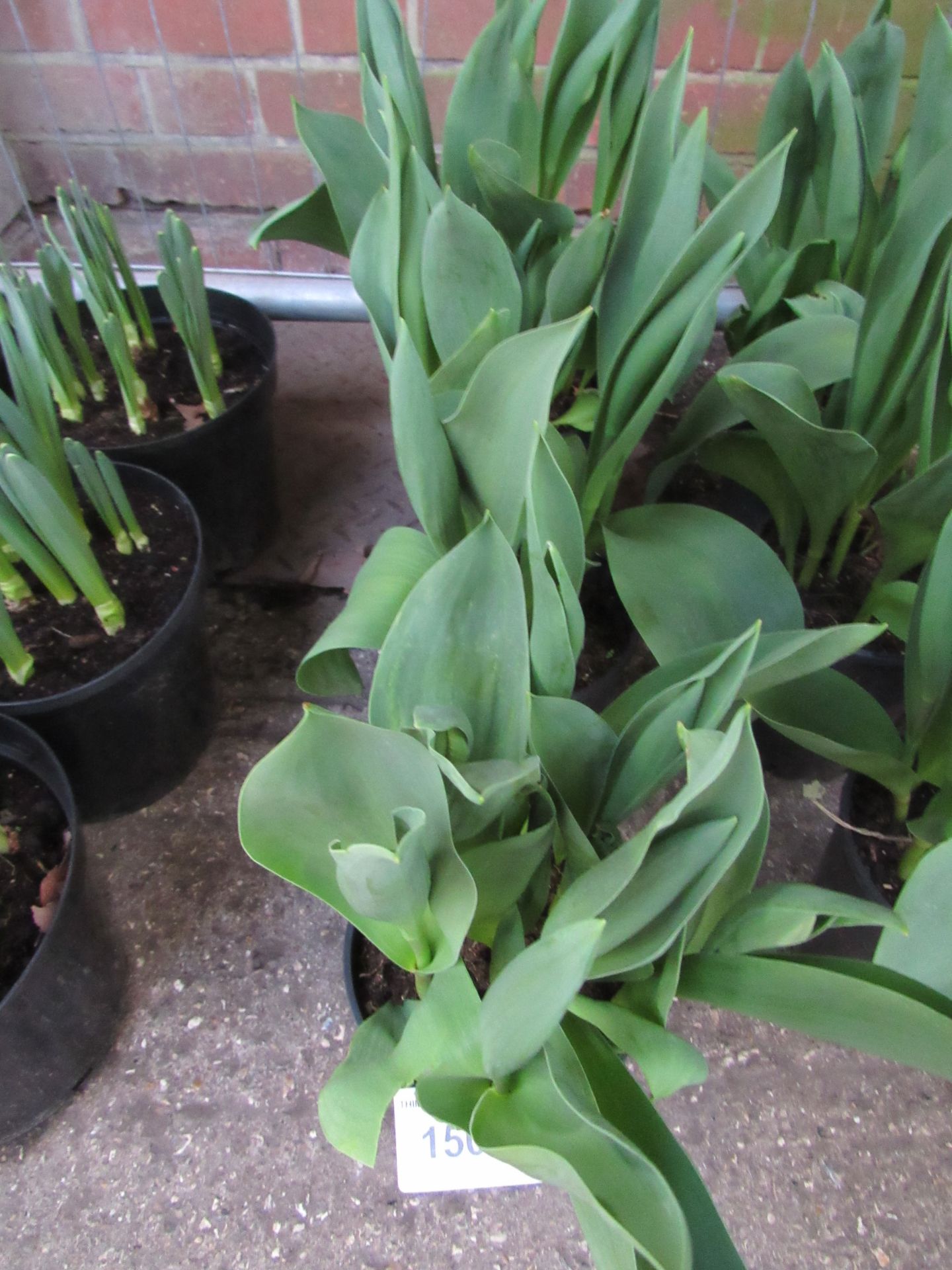 3 pots of Tulips.