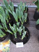 3 large pots of late Daffodils.