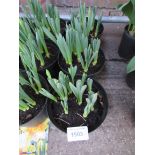 3 large pots of late Daffodils.