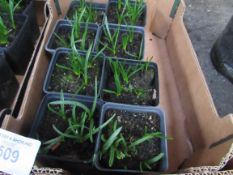 Tray of English Bluebells in pots.