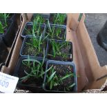 Tray of English Bluebells in pots.