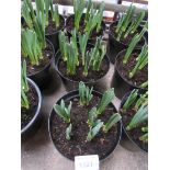 3 large pots of late Daffodils.